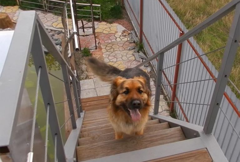 Собака и лестница